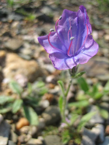 Echium plantagineum