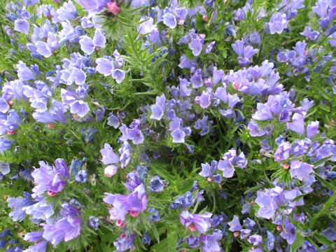 Echium plantagineum