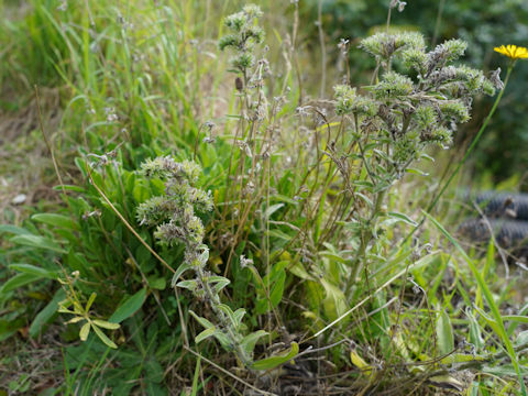 Echium plantagineum