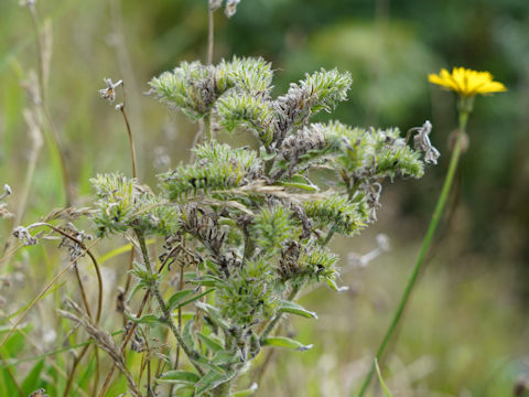 Echium plantagineum