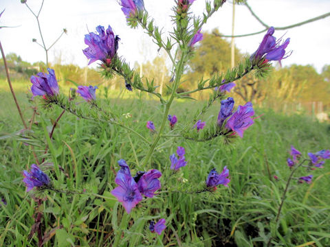 Echium plantagineum