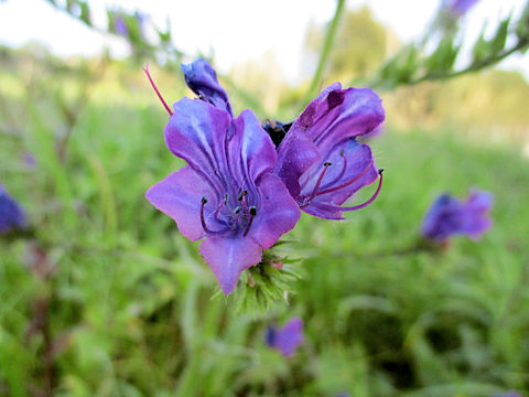 Echium plantagineum