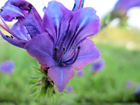 Echium plantagineum