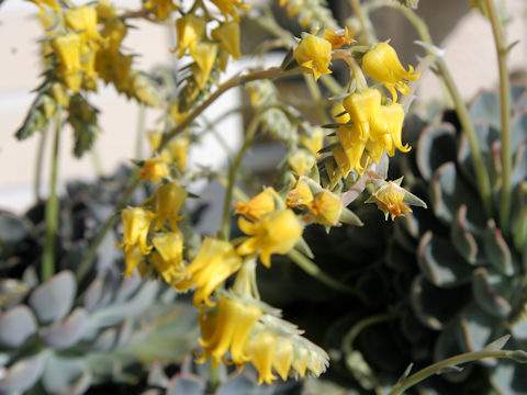 Echeveria pulidonis