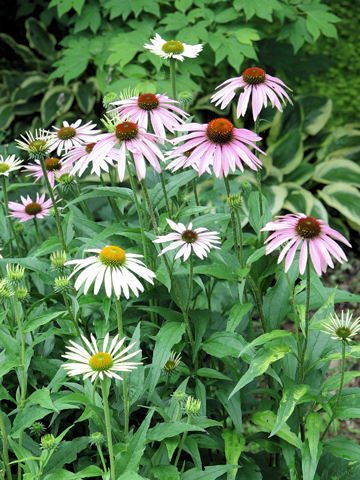 Echinacea purpurea