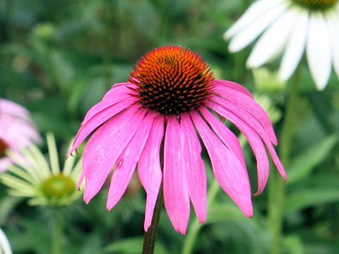 Echinacea purpurea