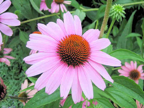 Echinacea purpurea