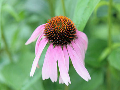 Echinacea purpurea