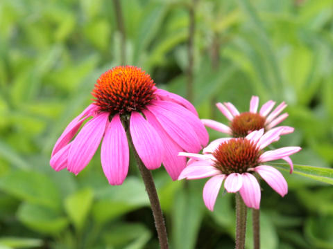 Echinacea purpurea cv. Bravado