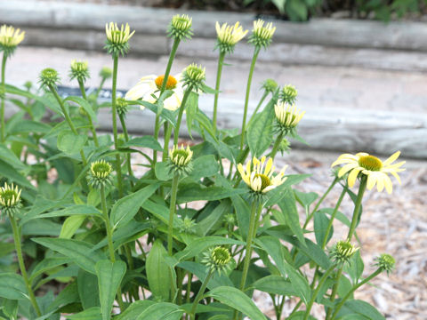 Echinacea purpurea