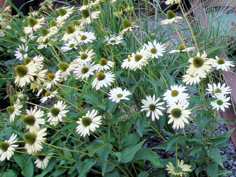 Echinacea purpurea