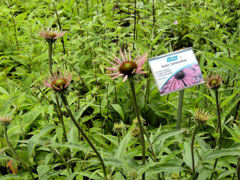 Echinacea purpurea