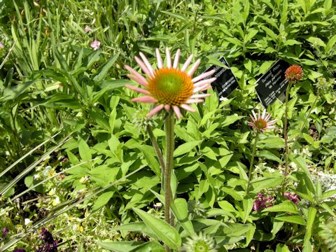 Echinacea purpurea