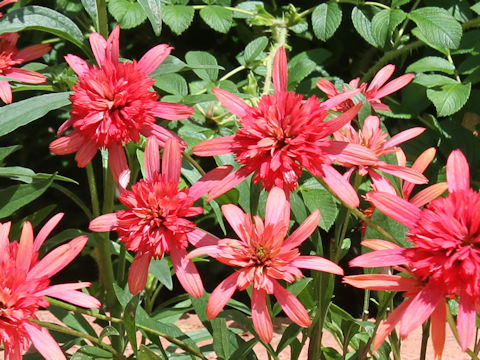 Echinacea purpurea