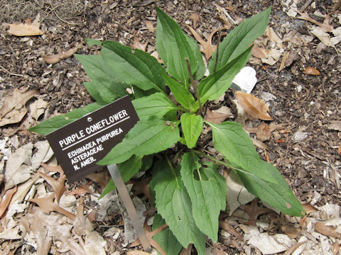 Echinacea purpurea