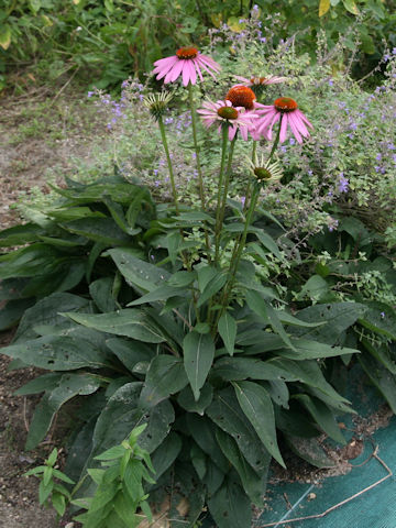 Echinacea purpurea