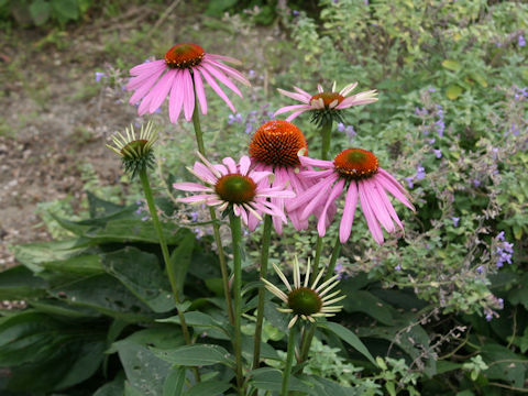 Echinacea purpurea