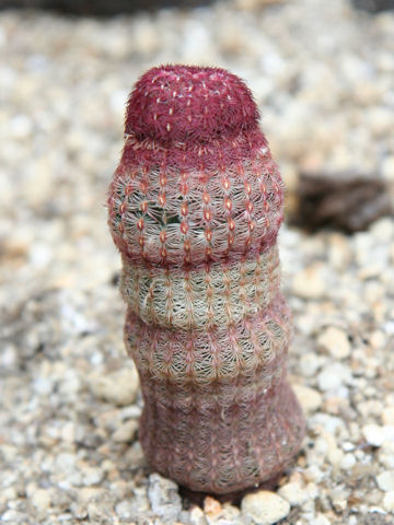 Echinocereus rigidissimus ssp. rubispinus