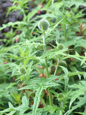 Echinops sphaerocephalus