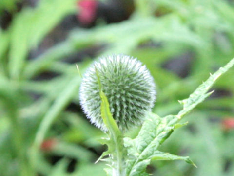 Echinops sphaerocephalus