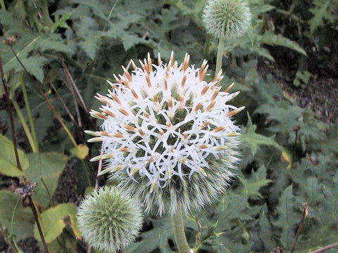 Echinops sphaerocephalus