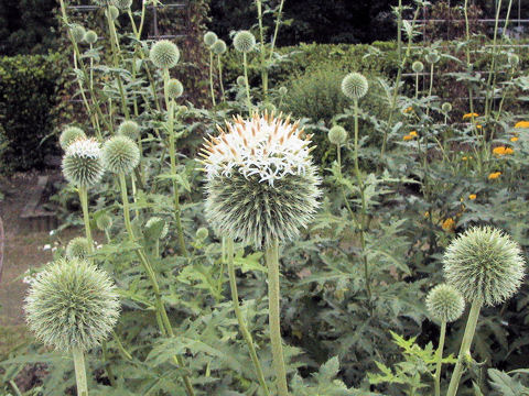 Echinops sphaerocephalus