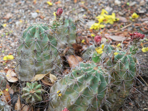 Echinocereus stramineus