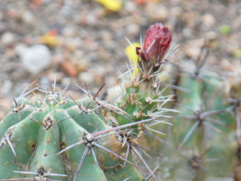 Echinocereus stramineus