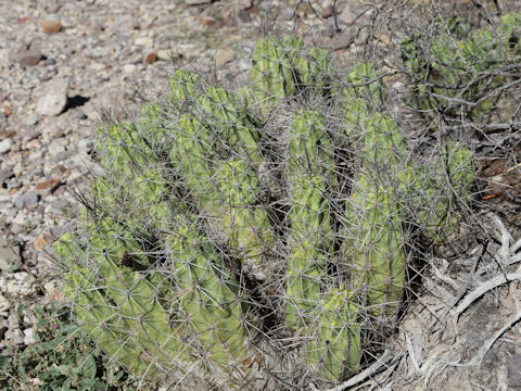 Echinocereus stramineus