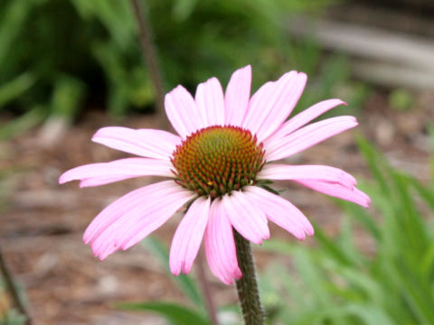 Echinacea tennesseensis