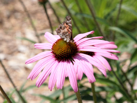 Echinacea tennesseensis