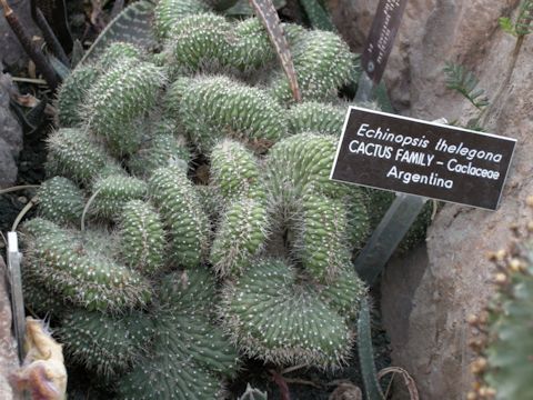 Echinopsis thelegona