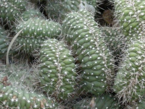 Echinopsis thelegona