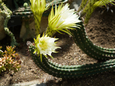 Echinopsis thelegona