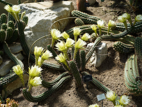 Echinopsis thelegona