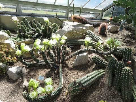 Echinopsis thelegona