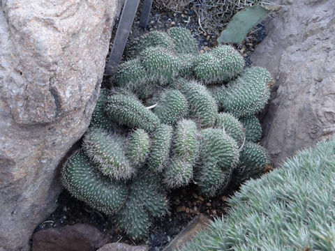 Echinopsis thelegona