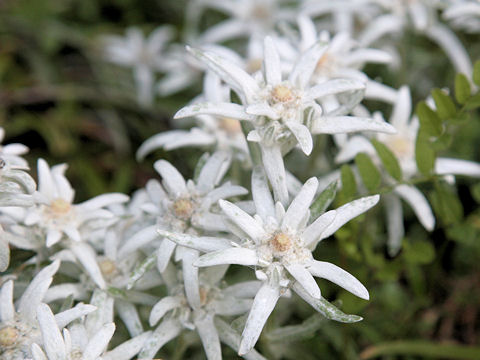 Leontopodium alpinum