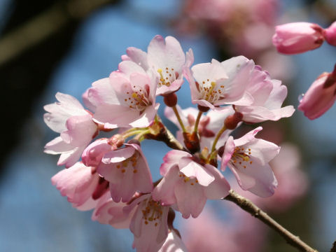 Prunus pendula f. ascendens