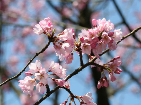 Prunus pendula f. ascendens