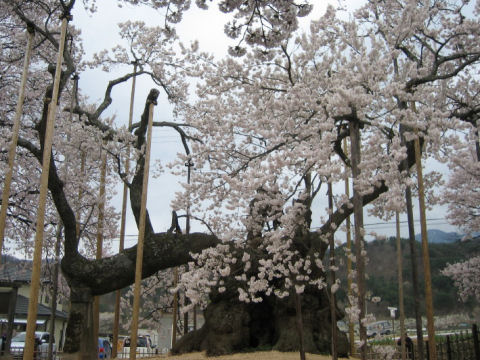 Prunus pendula f. ascendens