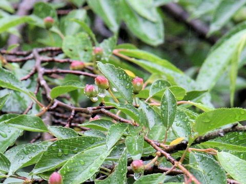 Prunus pendula f. ascendens