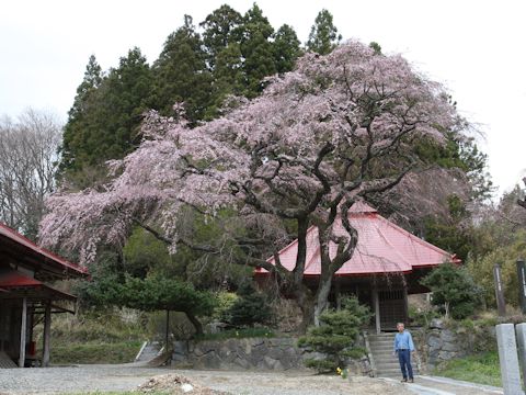 Prunus pendula f. ascendens