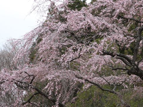 Prunus pendula f. ascendens