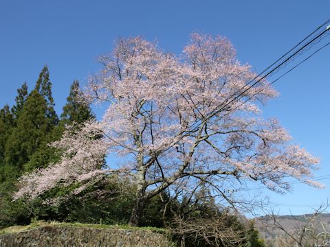 Prunus pendula f. ascendens