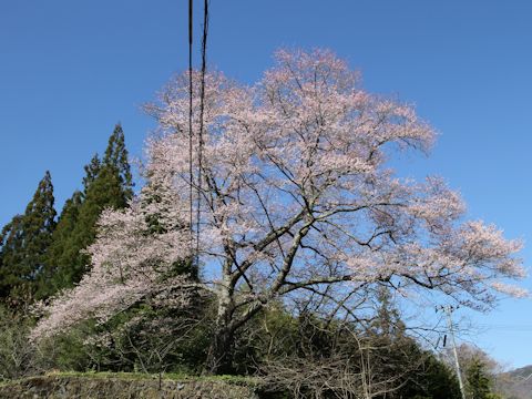 Prunus pendula f. ascendens