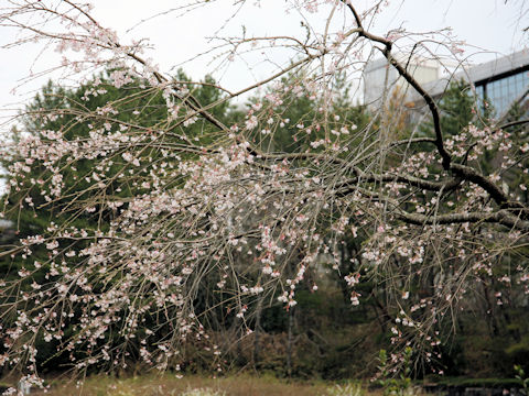 Prunus pendula f. ascendens