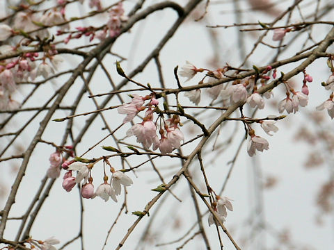 Prunus pendula f. ascendens