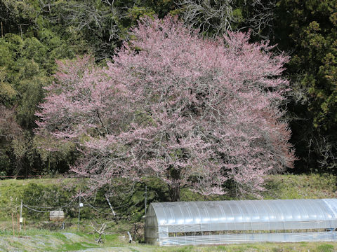 Prunus pendula f. ascendens