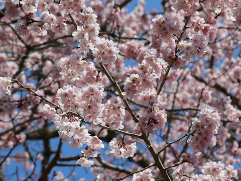 Prunus pendula f. ascendens